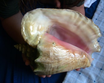 Large Queen Conch shell, 11" large, diver's finding for the most demanding collector