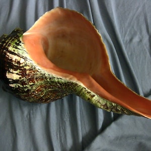 Beautiful Horse Conch Seashell, 16&quot; large, Fasciolariidae family