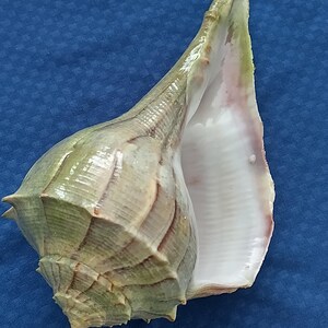 May include: A large, natural seashell with a spiral shape and a wide opening. The shell features a mix of colours, including green, tan, and white, with a textured surface. The interior is smooth and pearly, and the shell is set against a blue background.