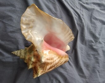 Beautiful Queen Conch shell, 10" large, diver's finding for the most demanding collector