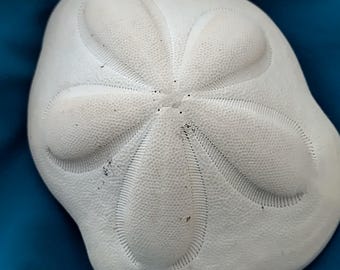 Florida Sandollar Seabiscuit, Natural finding (Clypeaster family)