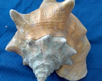 Beautiful Queen Conch shell, about 9.5" large, not from a fishery