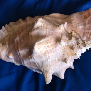 Schöne Queen Conch Muschel, 26-3/4 cm groß