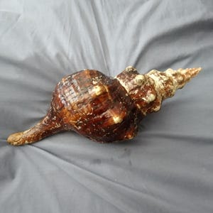 Beautiful Horse Conch Seashell, 16