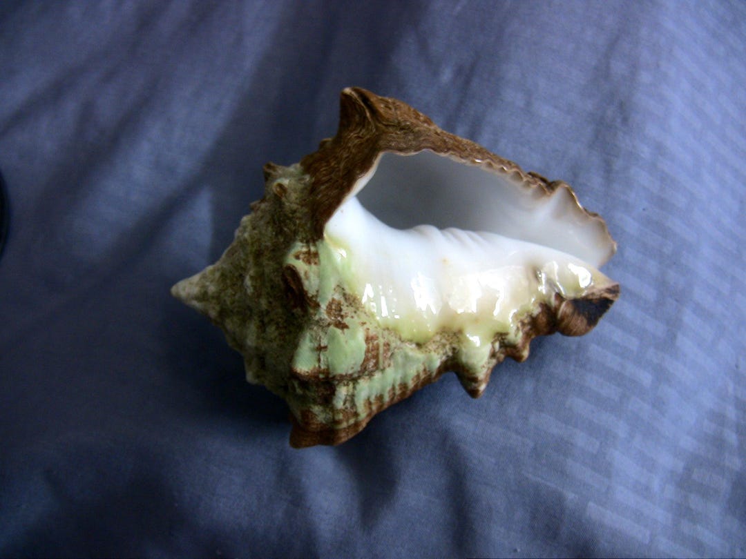Florida Vase Conch Shell (vasum Muricatum), About 4