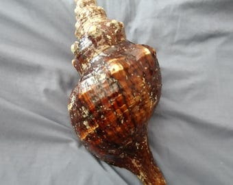 Beautiful Horse Conch Seashell, 16" large