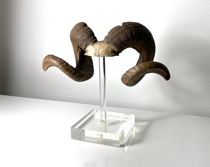 Vintage Rams Horn Sculpture on Lucite Base 1970s