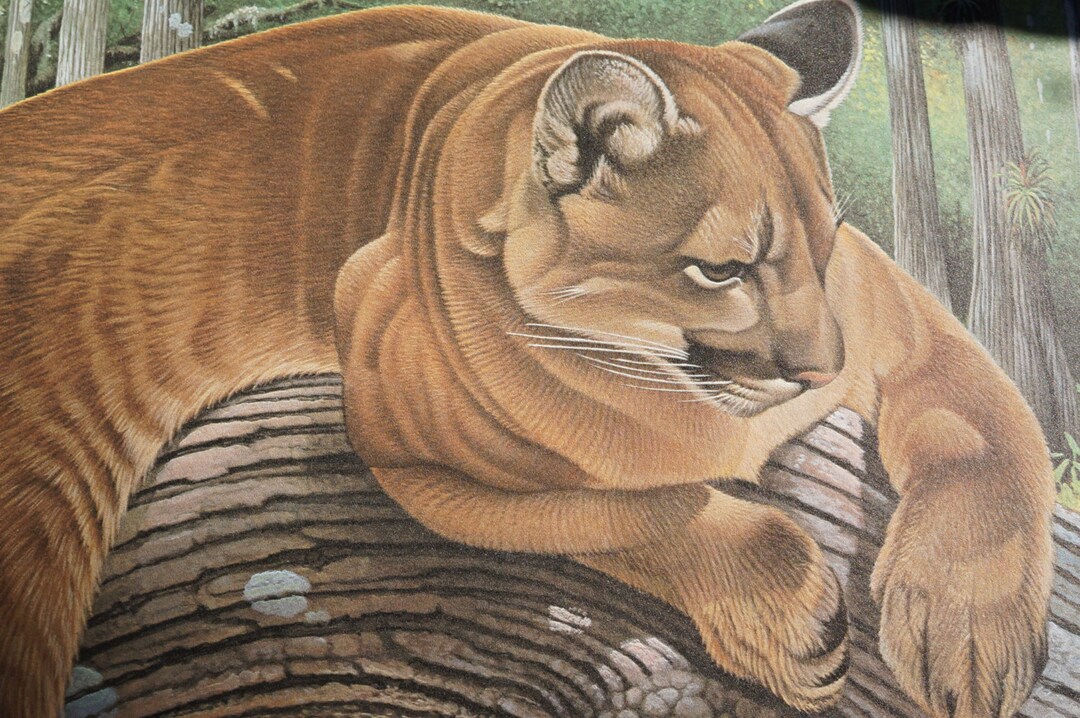 ライオン Florida Mountain Lion Foundation (WILDLIFE in America's