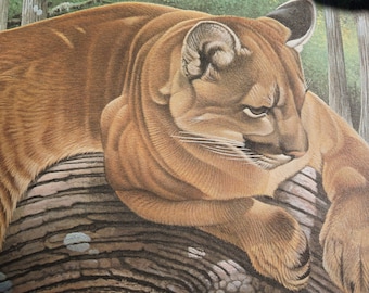 The Lofty Lookout, Robert Evans Younger Limited Edition numbered print Florida panther, 26x18