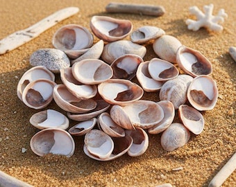 Natural Clam Seashells, Beach Decor, DIY Jewelry Supplies (20 or 50 Pcs)