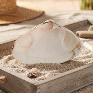 Large Natural Clam Shells (Set of 4): Coastal Decor, Beach Wedding