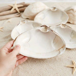 Große Muscheln Muscheln: Strand Dekor, Basteln, Backen - 4er Set