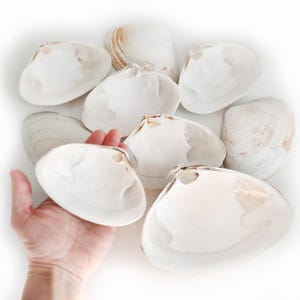 Natürliche Strandmuscheln - 4er Set Muscheln zum Basteln