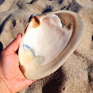 May include: A close-up of the inside of a large, white seashell with a light blue and yellow iridescent sheen. The shell is smooth and has a slightly rough texture.