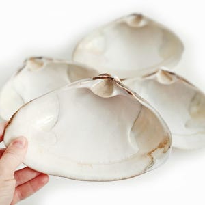 Großes Jumbo-Muschelmuscheln 4er-Set - Perfekt zum Basteln, Backen oder als Stranddekor