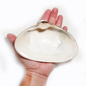 Large Atlantic Clam Shells: Beach Decor, Crafting, Baking - Set of 4 - Etsy