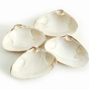 Jumbo Quahog Muscheln - 4er Set - natürliche Muscheln zum Basteln, Dekorieren & Backen