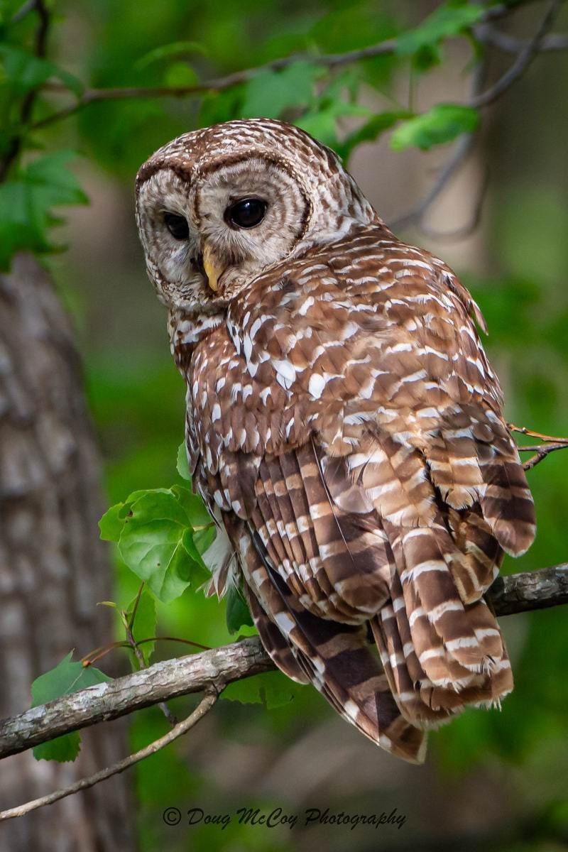 Barred Owl at Reelfoot Lake. #5058