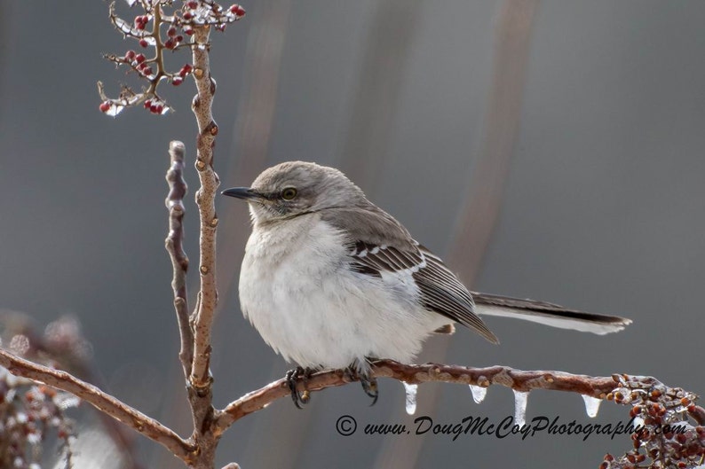 Northern Mockingbird at Lake Cumberland KY 5880 Etsy