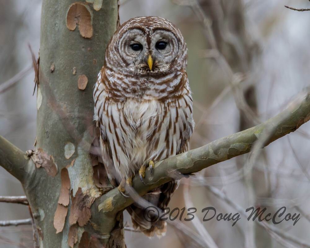 Barred Owl at Reelfoot Lake. #0933