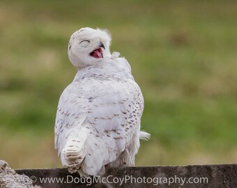 Snowy Owl in Central Ky. #2366