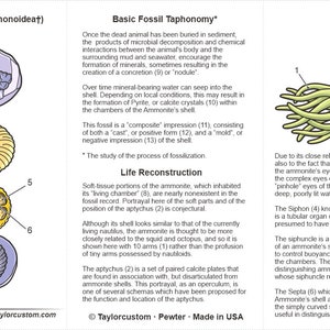 May include: An educational illustration of ammonite fossils, showcasing various forms and internal structures. The image includes detailed diagrams with numbered labels, highlighting features like the shell, chambers, and aptychus. The color palette is primarily beige, yellow, and blue.