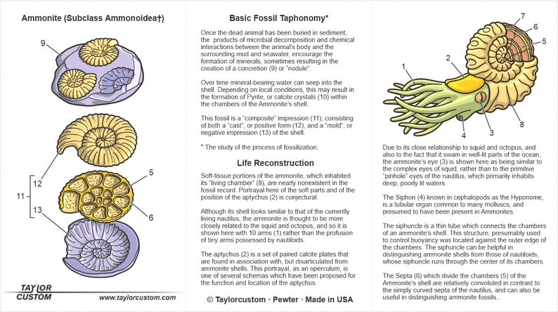 May include: An educational illustration of ammonite fossils, showcasing various forms and internal structures. The image includes detailed diagrams with numbered labels, highlighting features like the shell, chambers, and aptychus. The color palette is primarily beige, yellow, and blue.