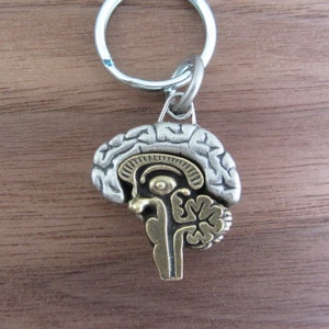 May include: A silver-colored brain charm keychain with a detailed anatomical design. The brain's outer layer is silver, while the inner sections are gold-colored. The keychain is attached to a silver ring.
