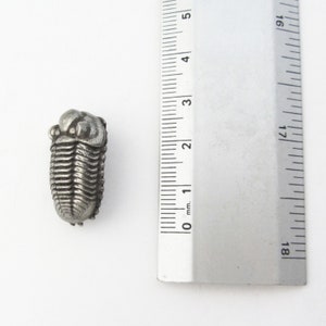 May include: A silver-colored metal trilobite fossil replica, approximately 1 inch in length, is shown next to a ruler.