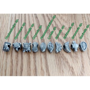 May include: A set of ten silver-toned metal beads, each featuring a unique textured pattern and labeled with text including Thalassiosira sp., Hydrosera sp., Odontella sp., Oxyneis sp., Psammothidium sp., Lyrella sp., Eunotia sp., Epithemia sp., Grunowia sp., and Surirella sp.