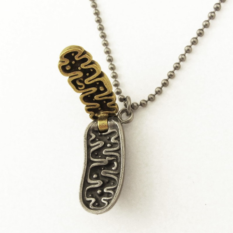 May include: A silver necklace with a gold-colored pendant shaped like a mitochondrion. The pendant is open, revealing the inner structure of the mitochondrion.