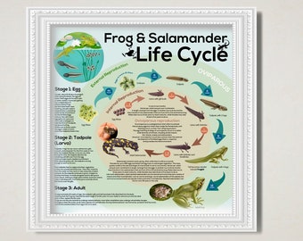 Frog Evolution Chart