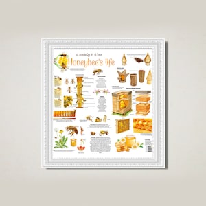 Puede incluir: Un póster educativo colorido titulado "Honeybee's Life: A Society in a Box" ilustra el ciclo de vida de las abejas, la estructura de su colmena y la producción de miel. El póster presenta ilustraciones detalladas de abejas, panales y una colmena.