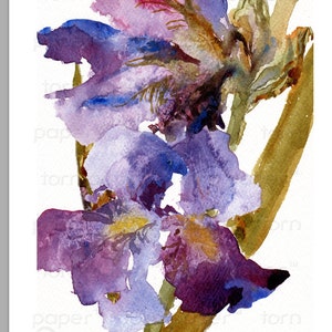 Mother's Day Gift Set of 6 NOTE CARDS Fragile Beauties Watercolor Paintings of Iris Flowers by Linda Henry NCWC091 image 3