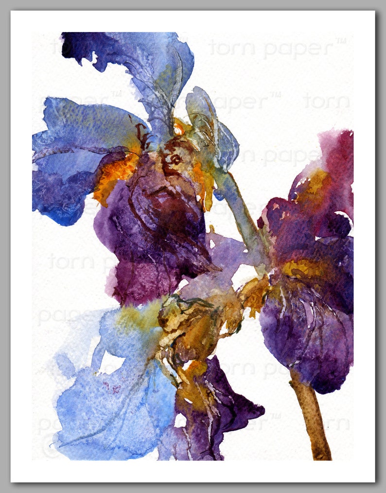 Mother's Day Gift Set of 6 NOTE CARDS Fragile Beauties Watercolor Paintings of Iris Flowers by Linda Henry NCWC091 image 2