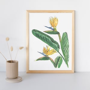 Bird of Paradise Plant art print.  Modern botanical watercolour painting of tropical plants. Botanical wall art.