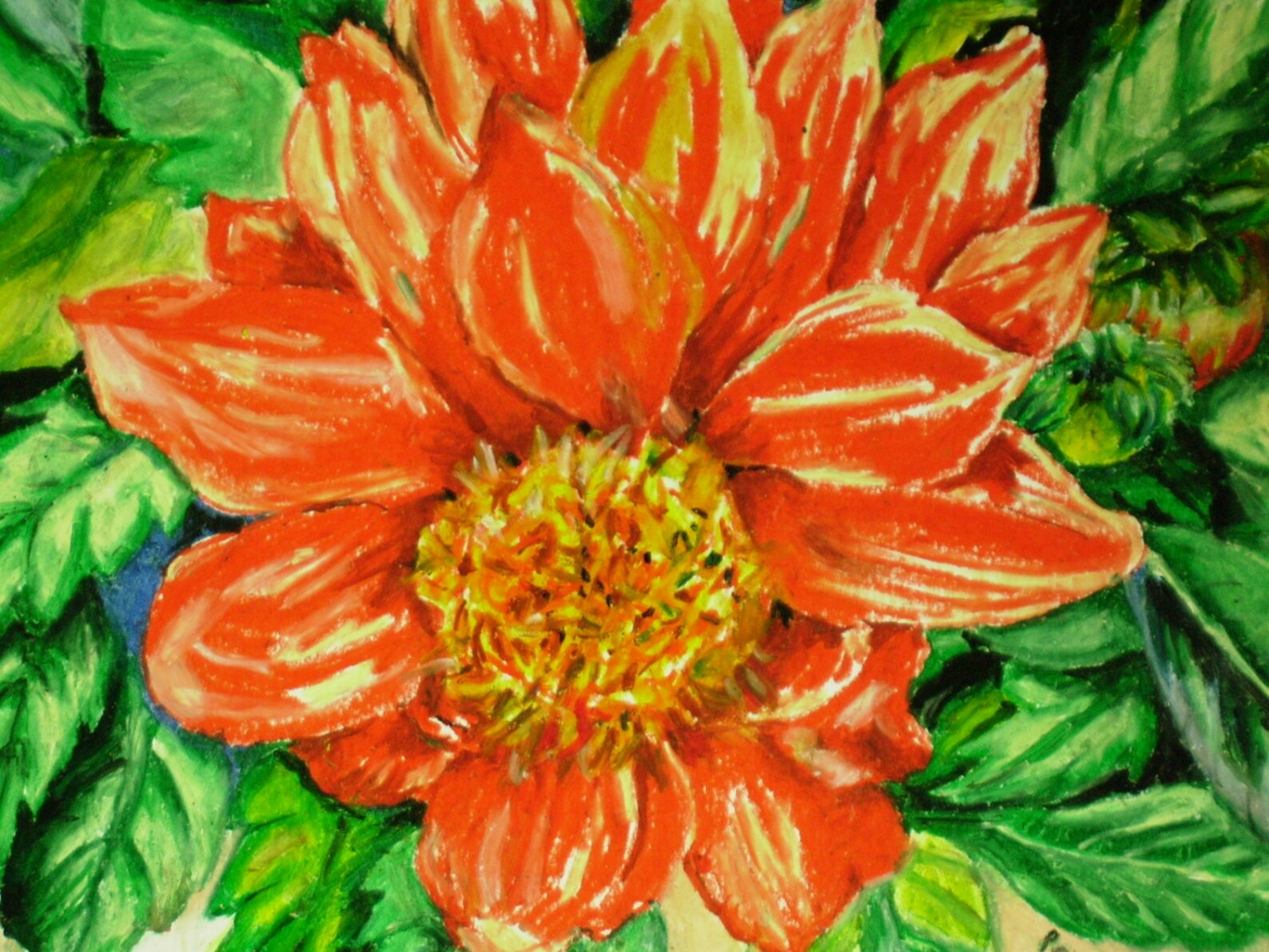 Orange Dahlia, 14x17 Oil Pastel Flower Drawing on Bristol Board, Orange