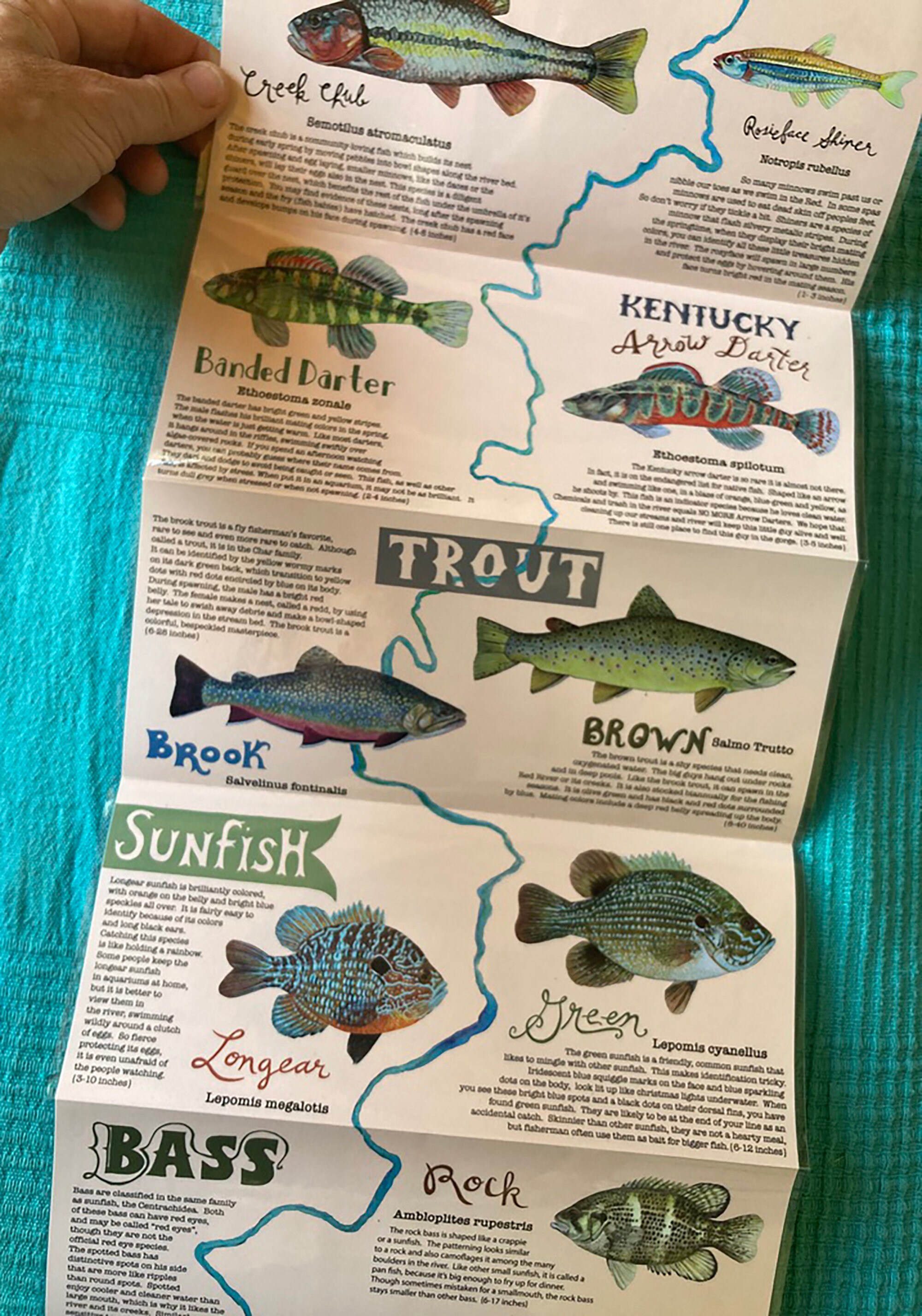 Fish Identification Card Etsy