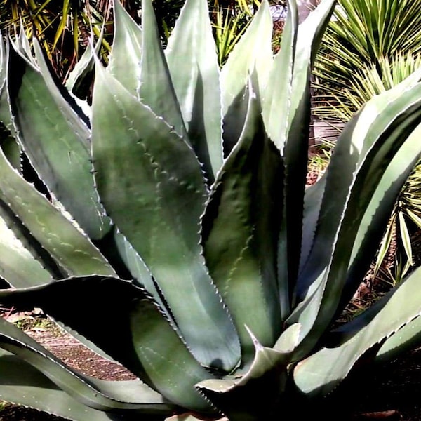 Agave Shaka Zoulou | Agave Attenuata x Agave Ocahui