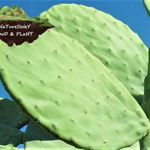 May include: Close-up of a green prickly pear cactus with large, flat pads. The cactus is against a blue sky background. The text "Nature's Way Food & Plant" is visible in the top left corner of the image.