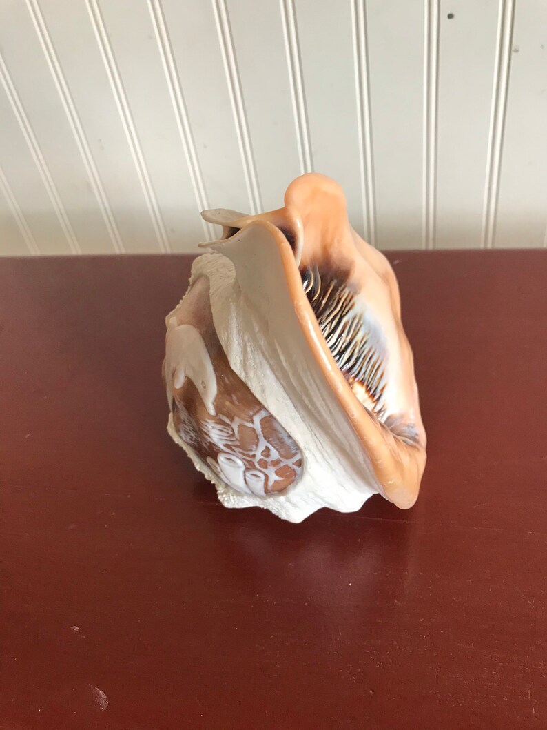 Dolphin Hand-Carved Conch