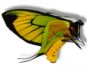 TOP RARITY: Unmounted Ornithoptera Paradisea Borchi Male - Jayapura - Ready To Rehydrate It!