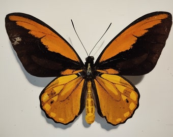 SUPER RARITY: Ornithoptera Croesus Sananaensis Male From Sanana Island - Mounted Specimen