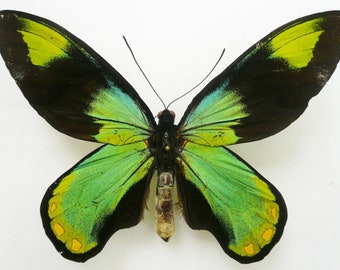 Ornithoptera Victoriae Victoriae Male *GUADALCANAL* - MOUNTED