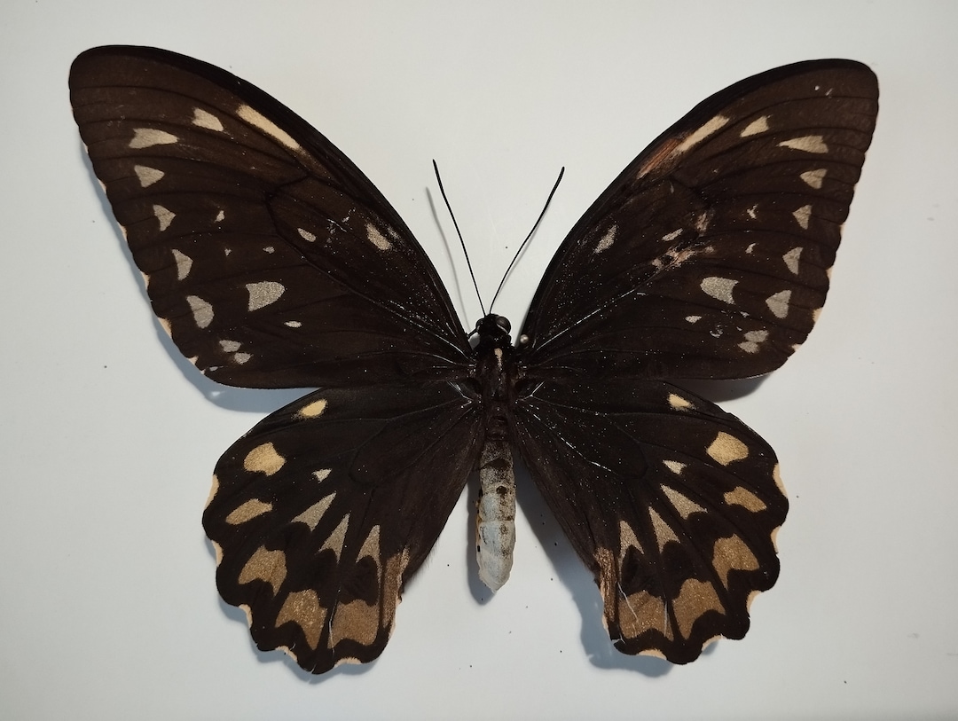 SUPER RARITY: Ornithoptera Croesus Sananaensis Female From Sanana ...