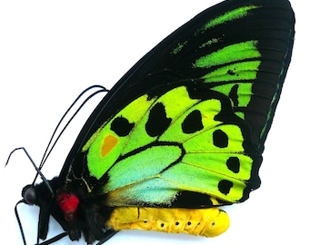 Ornithoptera Priamus Priamus Male  *CERAM*