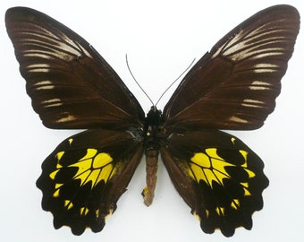 RARE: Troides Miranda Neomiranda Female  *SUMATRA* - MOUNTED