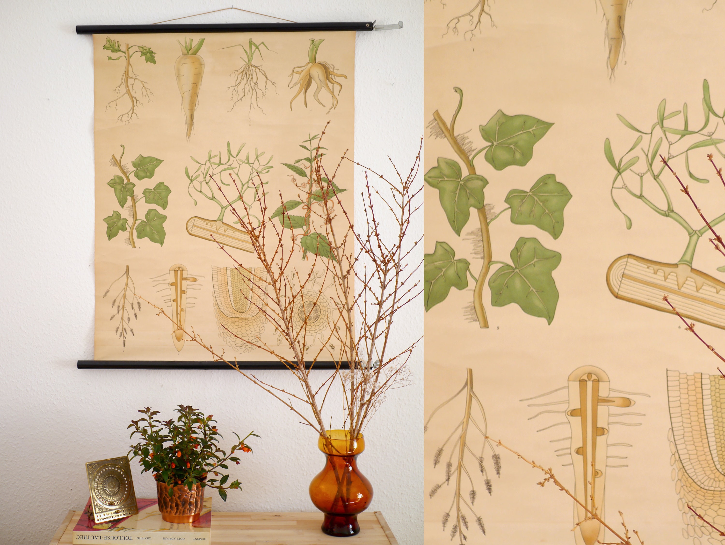 Affiche Botanique avec L'illustration de Racines