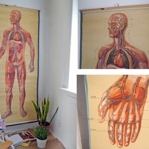 XXL ANATOMISCHES Schulkarte / Poster di anatomia umana / Blutgefäße vorne / 60er Jahre Dresdner Museumskarte