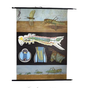 May include: Vintage educational chart depicting grasshoppers, their anatomy, and life cycle stages. The chart features detailed illustrations in shades of green, brown, and blue, mounted on black rods for hanging. A classic piece for science enthusiasts.